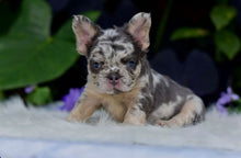 Cargar imagen en el visor de la galería, French Bulldogs