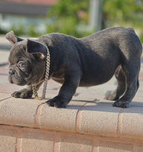 Load image into Gallery viewer, French Bulldogs