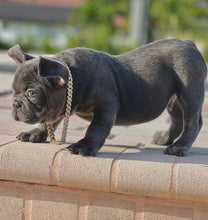 Cargar imagen en el visor de la galería, French Bulldogs