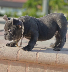 French Bulldogs