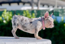 Cargar imagen en el visor de la galería, French Bulldogs